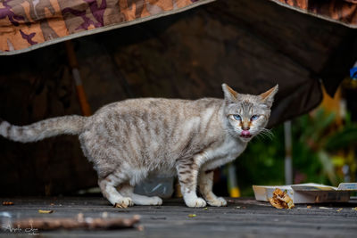 Close-up portrait of cat