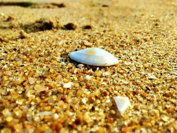 Surface level of shells shells on sandy beach