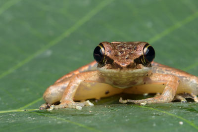 Close-up of frog on leaf