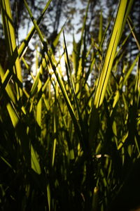 Close-up of fresh yellow plants against blurred background