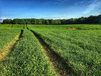 Scenic view of field against sky