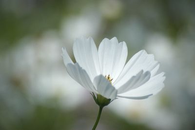 Close-up of daisy flower