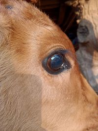 Close-up of a dog