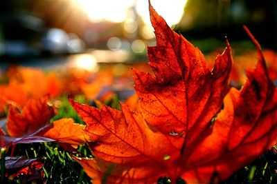 Close-up of leaves on red maple leaves