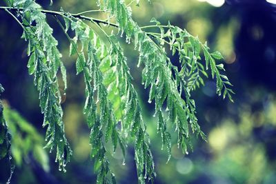 Close-up of wet plant leaves during rainy season