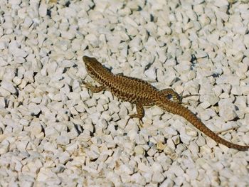 Close-up of lizard on rock