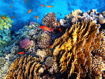 Fish swimming in sea