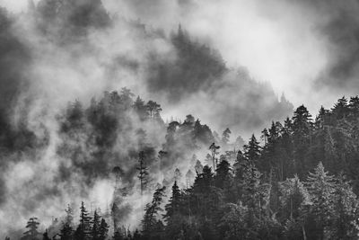 Trees in forest during foggy weather