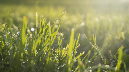 Close-up of wet grass on field