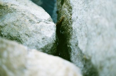 Close-up of moss on rock