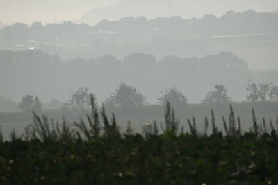 Trees on field against sky