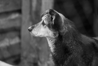 Close-up of a dog looking away