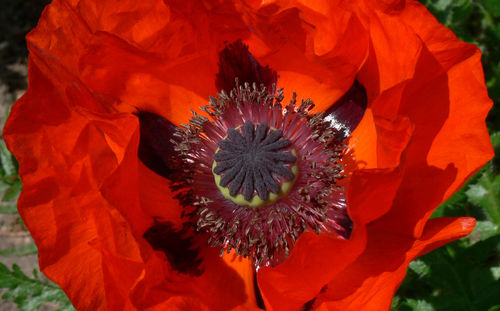 Close-up of red flower