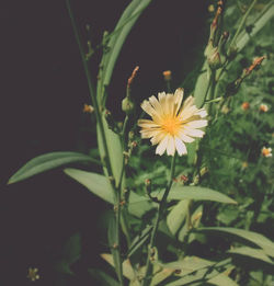 Close-up of flowers blooming outdoors