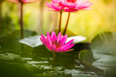 Close-up of pink water lily in lake