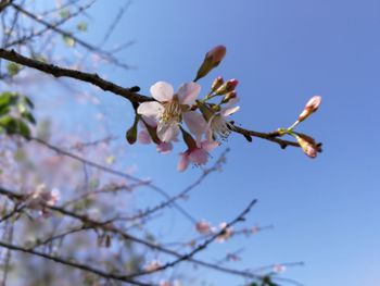 Low angle view of cherry blossoms in spring