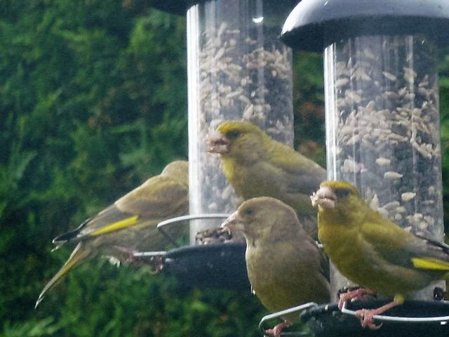 bird, animal themes, animals in the wild, no people, day, animal wildlife, focus on foreground, perching, outdoors, bird feeder, close-up, tree, nature