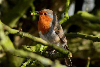 Close-up of bird perching on branch