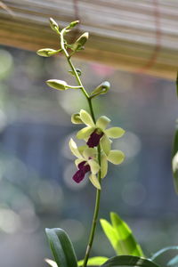 Close-up of flowering plant