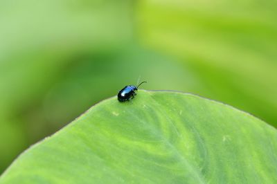 Close-up of beetle on leaf