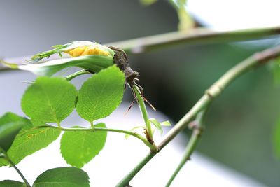 Close-up of insect on plant