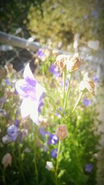 Close-up of purple flowers blooming outdoors