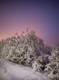 Plants on snow covered land against sky during sunset