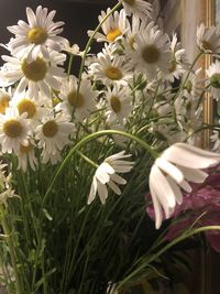 Close-up of white daisy flowers