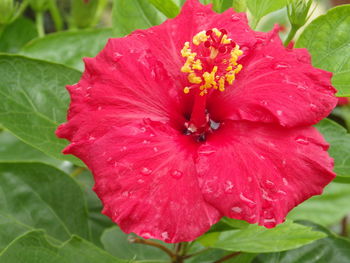 Close-up of wet red flower blooming outdoors