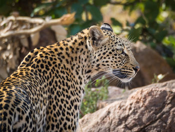 Close-up of a leopard looking away