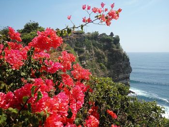 Red flowering plants by sea against sky