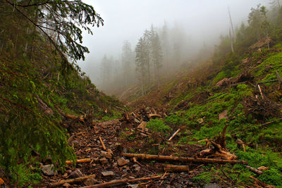 Trees in forest during foggy weather