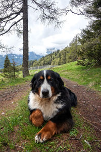 Portrait of dog on field