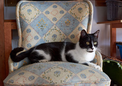 Portrait of cat sitting on floor