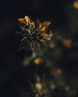 Close-up of flower on plant at night