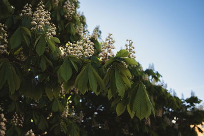 Low angle view of tree against clear sky