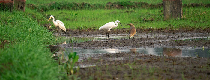 View of birds on land