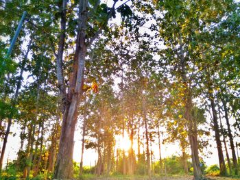 Sun shining through trees