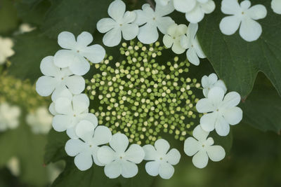 Close-up of white flowering plant