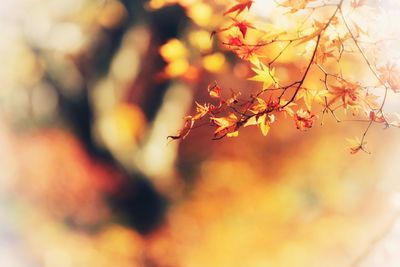 Close-up of tree during sunset