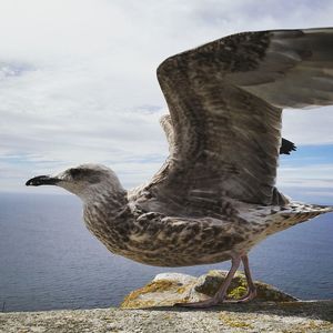 Seagull perching on retaining wall against sea