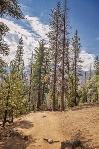 Trees in forest against sky