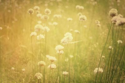 Beautiful flowers in field