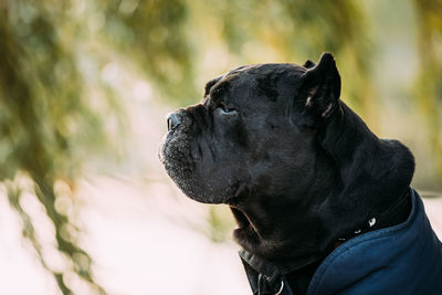 Close-up of dog