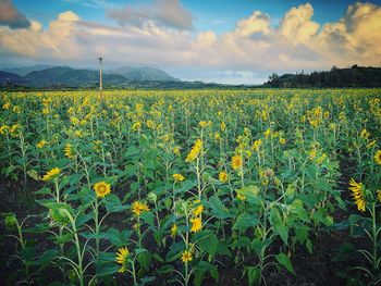 Scenic view of sunflower field against cloudy sky