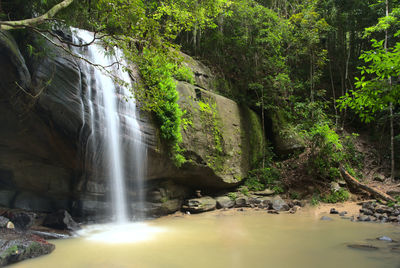 Scenic view of waterfall in forest