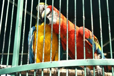 Close-up of bird perching on metal in cage