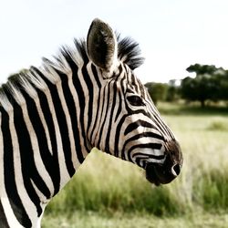 Close-up of zebra on field against sky