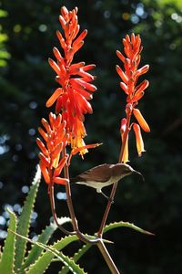 Close-up of red flowering plant