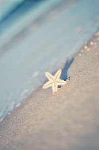 Tilt shot of starfish on shore at beach